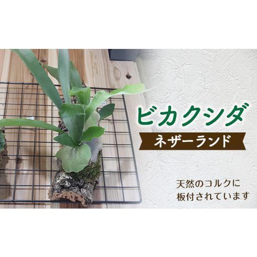 ふるさと納税 花・苗木 熊本県 嘉島町 FKK19-272 ビカクシダ コルク板付(ネザーランド)
