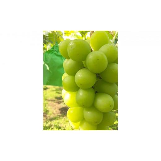 ふるさと納税 ぶどう マスカット 長野県 生坂村 2026年先行予約 訳あり家庭用シャインマスカット たっぷり3~4房約1.5kg以上 果物 フルーツ 果物類 ぶどう