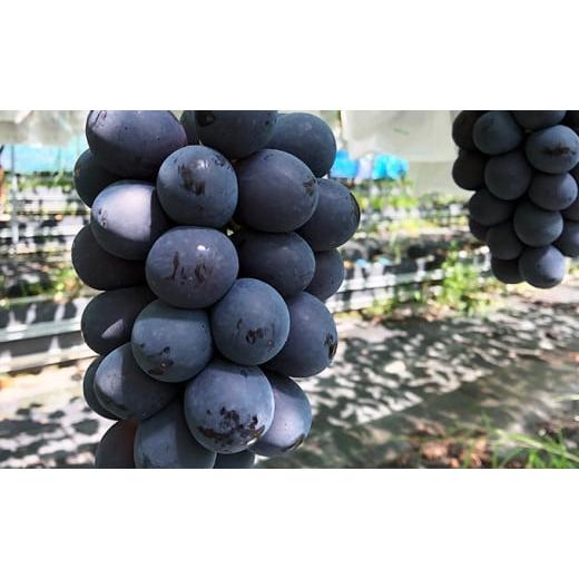 ふるさと納税 ぶどう 長野県 生坂村 2026年先行予約 厳選 長野県産 ナガノパープル たっぷり3~4房 約2kg 果物 ぶどう フルーツ ブドウ