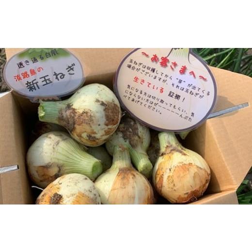 ふるさと納税 野菜類 玉ねぎ 兵庫県 南あわじ市 予約受付 新玉ねぎ シャーロットオニオン 2kg 配送2月下旬〜6月