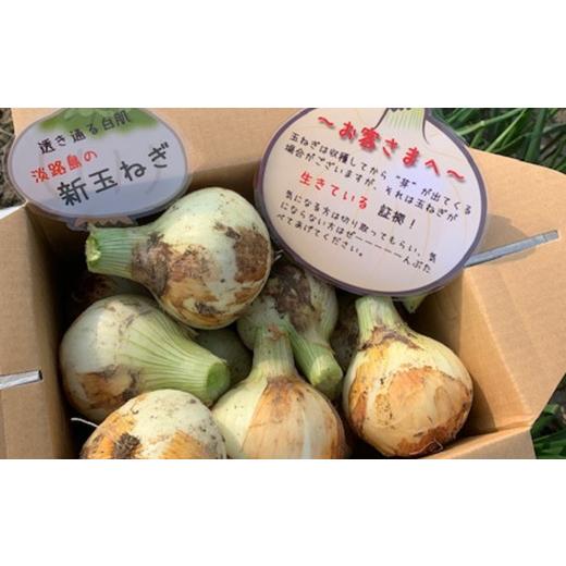 ふるさと納税 野菜類 玉ねぎ 兵庫県 南あわじ市  新玉予約 新玉ねぎ シャーロットオニオン 3kg  配送３月〜６月 約3kgの画像