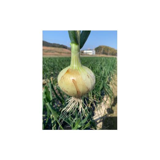 ふるさと納税 野菜類 玉ねぎ 兵庫県 南あわじ市  新玉予約 新玉ねぎ シャーロットオニオン 3kg  配送３月〜６月 約3kgの画像