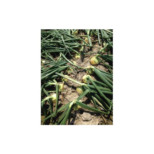 ふるさと納税 野菜類 玉ねぎ 兵庫県 南あわじ市  新玉予約 新玉ねぎ シャーロットオニオン 3kg  配送３月〜６月 約3kgの画像
