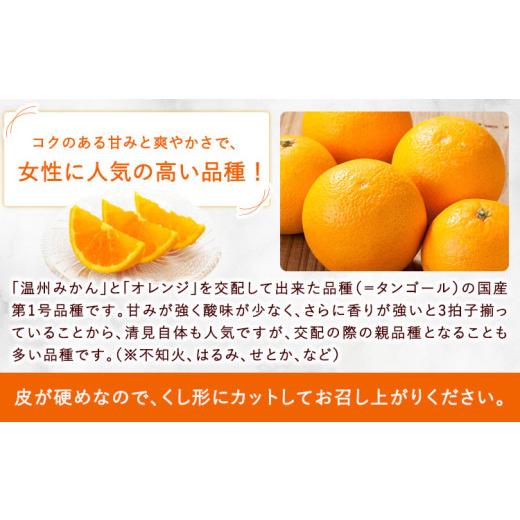 ふるさと納税 みかん・柑橘類 和歌山県 紀の川市 観音山清見 3kg (約15玉-21玉前後) 有限会社柑香園《2027年3月中旬-4月中旬頃出荷》和歌山県 紀の川市 フルー…_2