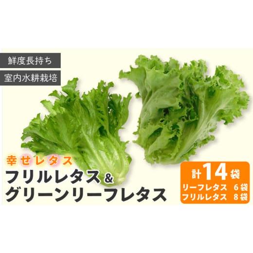 ふるさと納税 野菜類 徳島県 阿波市 野菜 詰め合わせ セット レタス 計14個 サラダ グリーンリーフレタス 6個 フリルレタス 8個 水耕栽培 LED 栽培 低菌 野菜 …