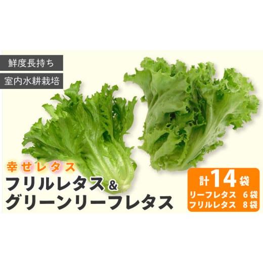 ふるさと納税 徳島県 阿波市 野菜 詰め合わせ セット レタス 計14個 サラダ グリーンリーフレタス 6個 フリルレタス 8個 水耕栽培 LED 栽培 低菌 野菜 丸ごと…