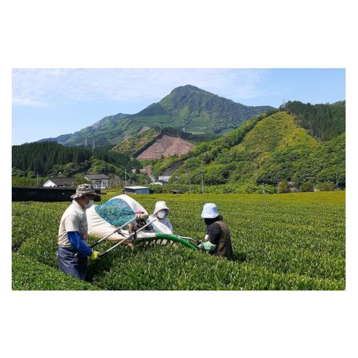 ふるさと納税 お茶類 緑茶（飲料） 宮崎県 美郷町 緑茶 厳選茶葉使用 ひむかのお茶 500ml×18本 1ケース 春夏秋冬いっつもや 宮崎県 美郷町 31ab0084 茶 お茶 …_2