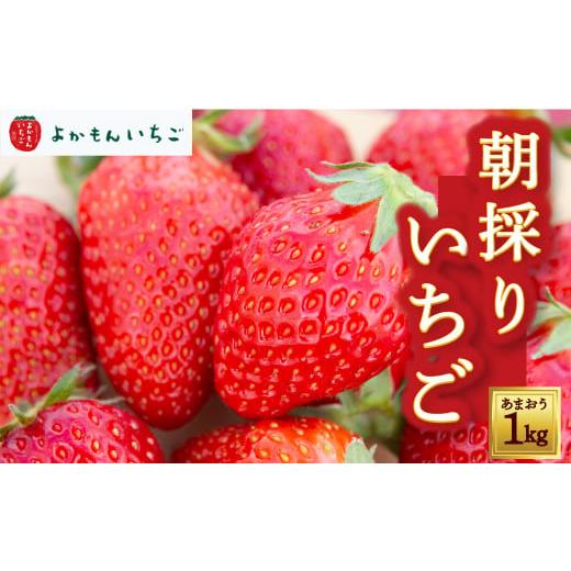 ふるさと納税 いちご 福岡県 うきは市 よかもんいちごの朝採りあまおういちご 1kg 2026年1月下旬から2026年4月下旬 出荷予定 あまおう いちご イチゴ 苺 よか…
