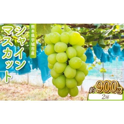 ふるさと納税 ぶどう マスカット 熊本県 宇城市 先行予約 宇城市産 シャインマスカット 約900g 2房 2026年8月下旬〜9月下旬頃順次発送予定 うちやま果樹園 マ…