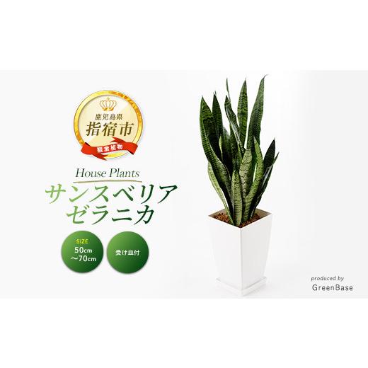 ふるさと納税 花・苗木 鹿児島県 指宿市 2026年3月上旬〜発送 観葉植物 サンスベリア・ゼラニカ50cm〜70cm(Green Base/IB003-011) 南国鹿児島県で育った 観葉…