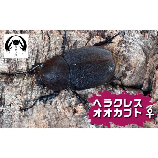 ふるさと納税 生き物 岐阜県 飛騨市 昆虫の王様 ヘラクレスオオカブトのメス ♀ カブトムシ 大型 ブリード Manoa系の画像