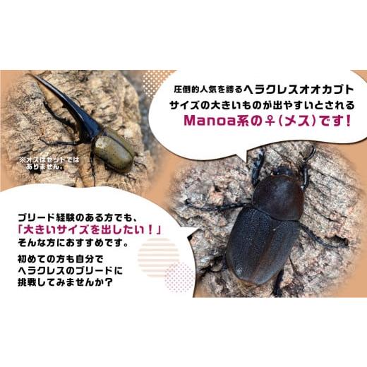 ふるさと納税 生き物 岐阜県 飛騨市 昆虫の王様 ヘラクレスオオカブトのメス ♀ カブトムシ 大型 ブリード Manoa系の画像