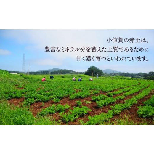 ふるさと納税 長崎県 小値賀町 【 大容量 】HAO！ピーナッツペースト 40本（130g／本）《小値賀町担い手公社》 [DAA026] ピーナッツバター ピーナッツ バター …｜furusatochoice｜07