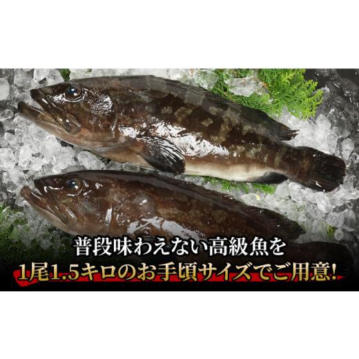 ふるさと納税 旬の鮮魚等 長崎県 新上五島町  幻の超高級魚をご家庭で 養殖 クエ まるごと 1.5kg×2尾 くえ クエ クエ鍋 鍋 鍋セット 高級魚 魚 希少 冷蔵 海…の画像