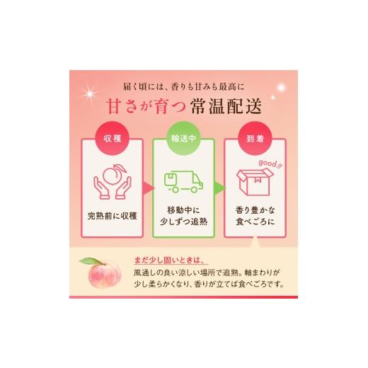 ふるさと納税 もも 福島県 伊達市  2026年さし出し分先んずる取って置く 福島県産 スイートインパクト (3玉) 高橋もも園 新種類 伊達市で発展 押さえる 伊達の桃 桃 フルーツ 果…