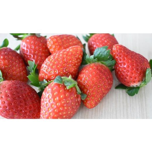 ふるさと納税 いちご 茨城県 鉾田市 1月発送 いちご とちおとめDX 2箱(12〜20粒×2)