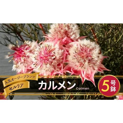 ふるさと納税 雑貨・日用品 花 長野県 松川村 セルリア 5号鉢 カルメン 先行予約 | 花 はな フラワー 苗木 ガーデニング 栽培 品種改良 ピンク 赤 オージープ…