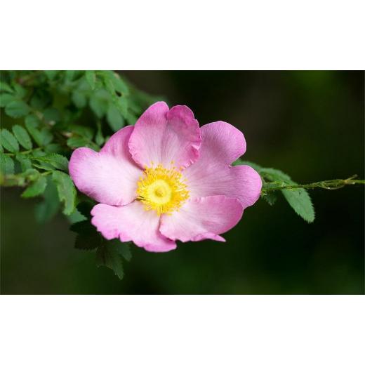 ふるさと納税 神奈川県 箱根町 【定期便3回コース】箱根ルルルン〜やさしいバラの香り〜フェイスマスク全56枚（2箱セット）全3回 