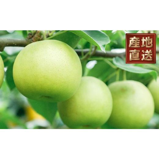 ふるさと納税 梨 鳥取県 若桜町 '26先行予約 産地直送 特選 鳥取県産 二十世紀梨 3kg 149