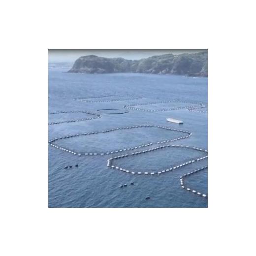 ふるさと納税 和歌山県 由良町 プレミア和歌山認証品 本マグロ（養殖）トロ＆赤身セット　1.35kg ふるさと納税 和歌山県 由良町 プレミア和歌山認証品 本マグロ（養殖）トロ＆赤身セット　1.35kg