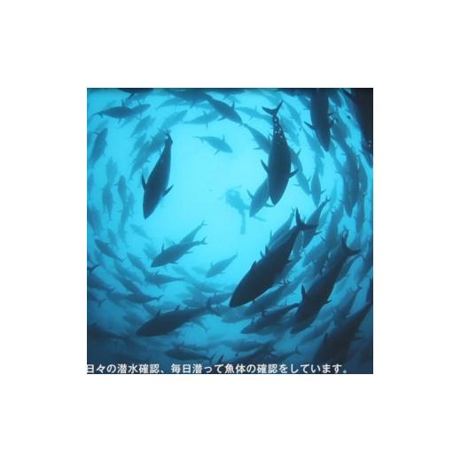 ふるさと納税 和歌山県 由良町 プレミア和歌山認証品 本マグロ（養殖）トロ＆赤身セット　1.35kg ふるさと納税 和歌山県 由良町 プレミア和歌山認証品 本マグロ（養殖）トロ＆赤身セット　1.35kg