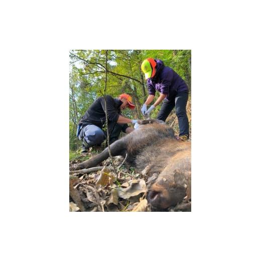 【ほぼ未使用】 ふるさと納税 静岡県 伊豆市 SDGｓ 野生鹿を仕留め 命を頂く プロの猟師と狩猟（わな猟）日帰り 体験チケット ２名様 【食育 絆づくり 静岡県 伊豆市】F-39 【LWH2214404111】(78000円)