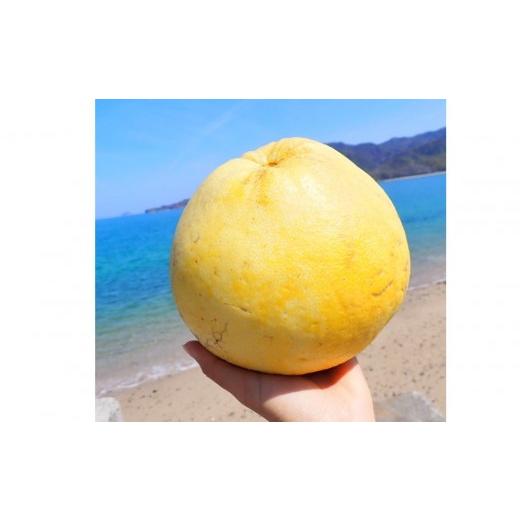 ふるさと納税 果物類 広島県 尾道市 自然農 グレープフルーツ 4kg