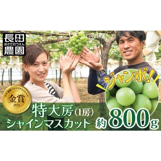 ふるさと納税 愛知県 碧南市 [2024年先行予約]特大房! みなさんの応援から大きく実った特大シャインマスカット 約800g以上(1房)[数量限定] フルーツ H0…