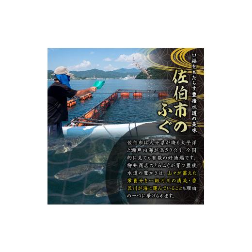 ふるさと納税 フグ 少なからず県 佐伯市  着日決する至要たる 豊後とらふぐ 刺身 ポン酢 香辛料付き添い人 仕かける (4-5人前) とらふぐ ふぐ フグ ふぐ刺し フグ刺し ふぐ刺身 フグ…