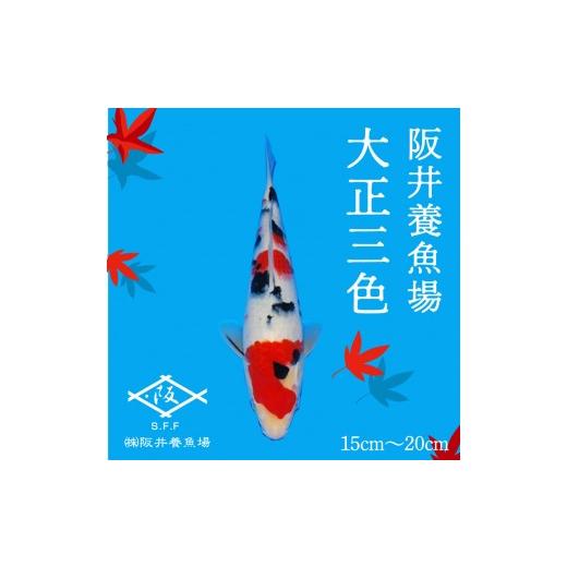 ふるさと納税 生き物 広島県 三原市 阪井養魚場 錦鯉 大正三色 当歳 1