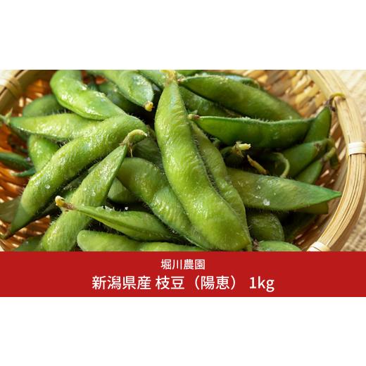 ふるさと納税 豆類 枝豆 新潟県 三条市 先行予約 新潟県産 枝豆 1kg 2026年発送分 令和8年産 朝採りをお届け 枝豆(陽恵) 堀川農園