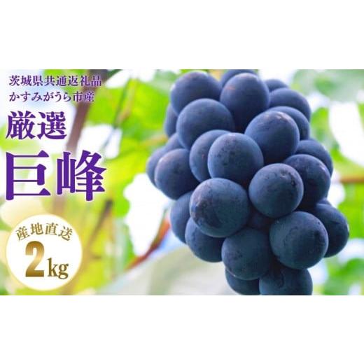 ふるさと納税 ぶどう 巨峰 茨城県 利根町 2026年先行予約 巨峰 2kg (茨城県共通返礼品・かすみがうら市産) / 巨峰 きょほう キョホウ 葡萄 ぶどう ブドウ …