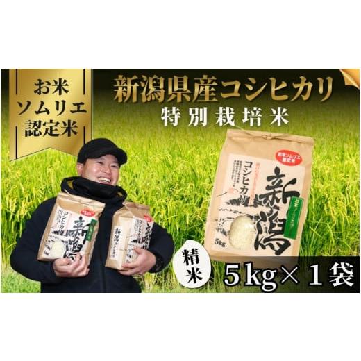 ふるさと納税 米 コシヒカリ 新潟県 五泉市 令和7年産 米 5kg 五泉市産 コシヒカリ 特別栽培米 お米ソムリエのお米 | 白米 精米 こしひかり お米 おこめ コメ …