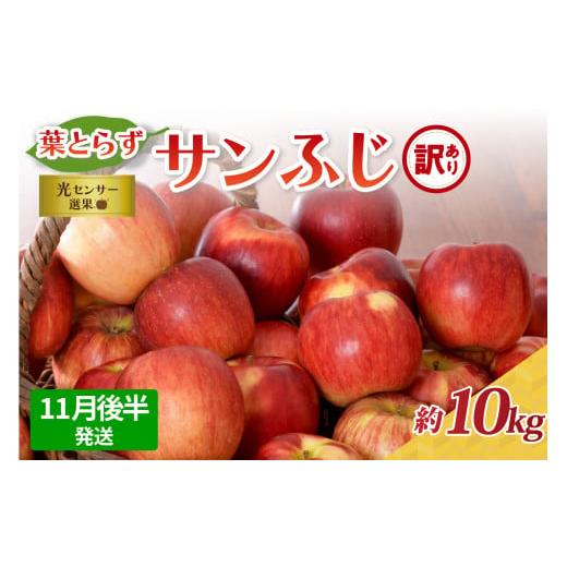 ふるさと納税 りんご 青森県 五所川原市 2025年11月後半発送 訳あり りんご 約10kg サンふじ 葉とらず 青森 11月後半発送(16日〜末日)