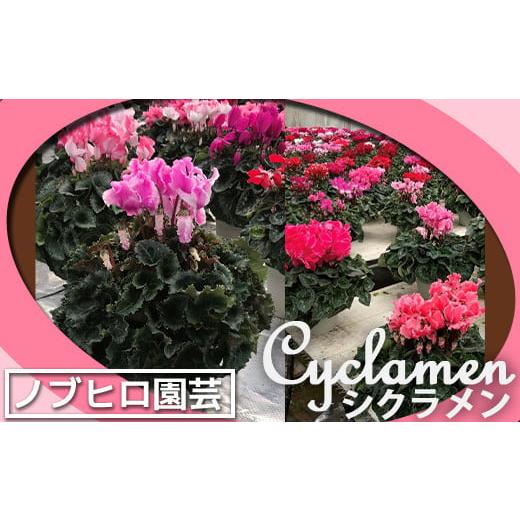 ふるさと納税 雑貨・日用品 花 埼玉県 さいたま市 ノブヒロ園芸 シクラメン 6号鉢 ピンク系 11100-0183 ピンク系
