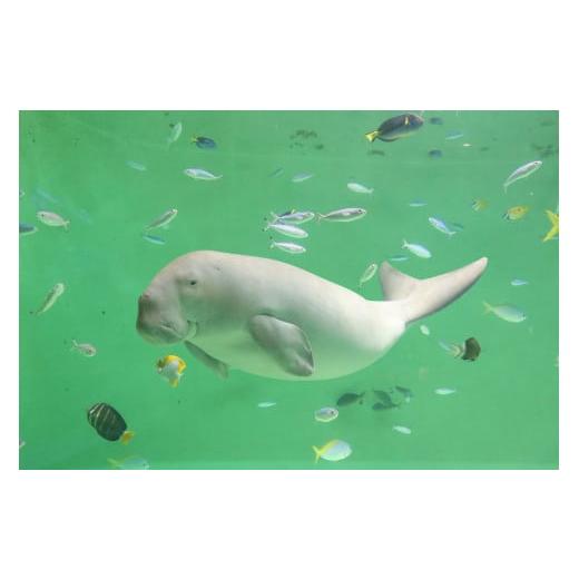 鳥羽市ふるさと納税　食事・宿泊・お土産・鳥羽水族館　（合計２４,０００円分が２２,０００円） ふるさと納税 入場券・優待券 三重県 鳥羽市 30-53鳥羽水族館 年間