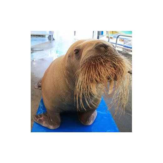 鳥羽市ふるさと納税　食事・宿泊・お土産・鳥羽水族館　（合計２４,０００円分が２２,０００円） ふるさと納税 入場券・優待券 三重県 鳥羽市 30-53鳥羽水族館 年間