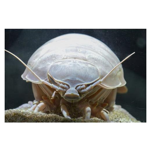 鳥羽市ふるさと納税　食事・宿泊・お土産・鳥羽水族館　（合計２４,０００円分が２２,０００円） ふるさと納税 入場券・優待券 三重県 鳥羽市 30-53鳥羽水族館 年間