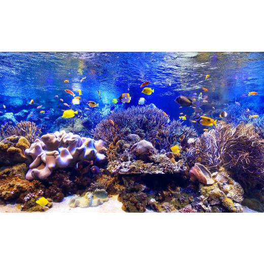 鳥羽市ふるさと納税　食事・宿泊・お土産・鳥羽水族館　（合計２４,０００円分が２２,０００円） ふるさと納税 入場券・優待券 三重県 鳥羽市 30-53鳥羽水族館 年間