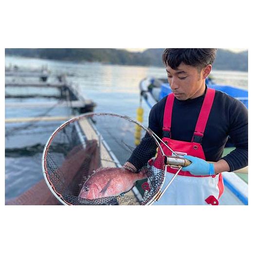 ふるさと納税 三重県 南伊勢町 （冷蔵）ジューシーで甘み溢れる鯛の塩焼き ／ はさま あなたに逢い鯛。 鯛 真鯛 塩焼き お食い初め 祝い鯛 三重県 南伊勢町 伊…｜furusatochoice｜05