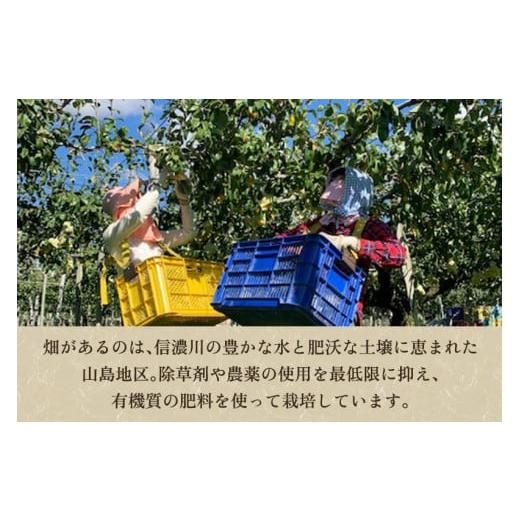 ふるさと納税 新潟県 加茂市 【2024年先行予約】新潟特産 幻の洋梨 ル・レクチェ 【青秀品】 約2kg 《11月下旬〜お届け》 果物 フルーツギフト 冬の味覚 産地…｜furusatochoice｜04