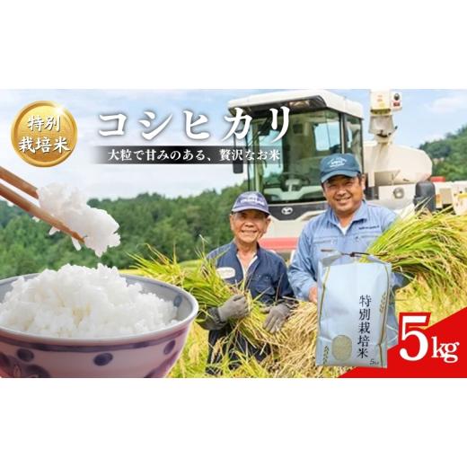ふるさと納税 米 コシヒカリ 新潟県 上越市 令和7年産 米 特別栽培米 コシヒカリ (白米) 5kg 5キロ 棚田米 どぶろく荘 こしひかり お米 コメ 送料無料