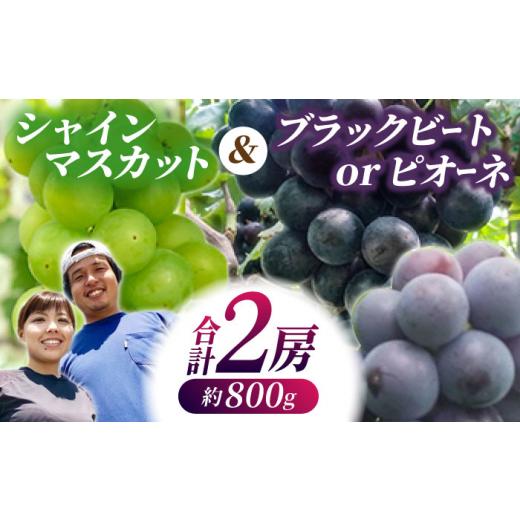 オンライン販売中 ふるさと納税 熊本県 山鹿市 【先行予約】【数量限定】大人気白黒セット シャインマスカット ピオーネorブラックビート 朝採り 計2房（800g）【合同会社 光農…