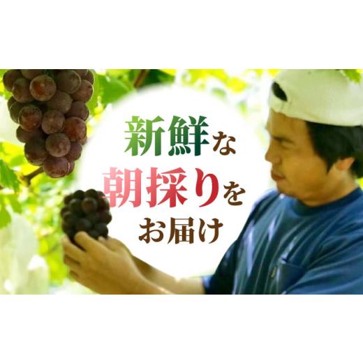 オンライン販売中 ふるさと納税 熊本県 山鹿市 【先行予約】【数量限定】大人気白黒セット シャインマスカット ピオーネorブラックビート 朝採り 計2房（800g）【合同会社 光農…