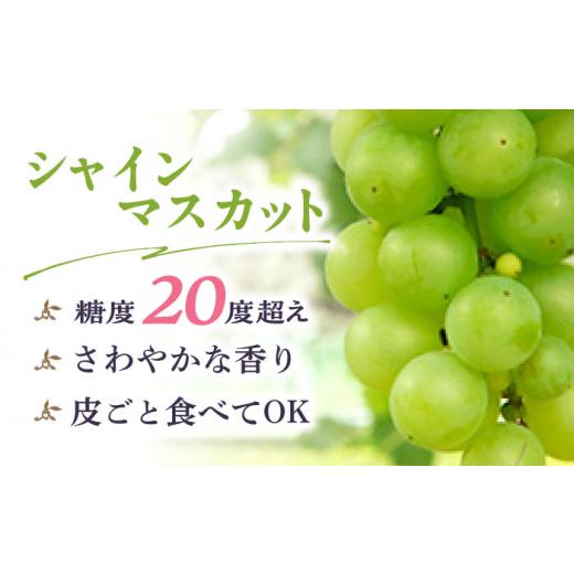 オンライン販売中 ふるさと納税 熊本県 山鹿市 【先行予約】【数量限定】大人気白黒セット シャインマスカット ピオーネorブラックビート 朝採り 計2房（800g）【合同会社 光農…