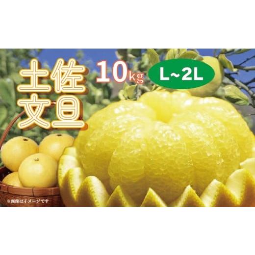ふるさと納税 みかん・柑橘類 高知県 黒潮町 楽木工房 土佐 文旦 家庭用 10kg L 2L サイズ 土佐文旦 柑橘 みかん 果物 フルーツ 人気 ご家庭用 旬 爽やか 産地…