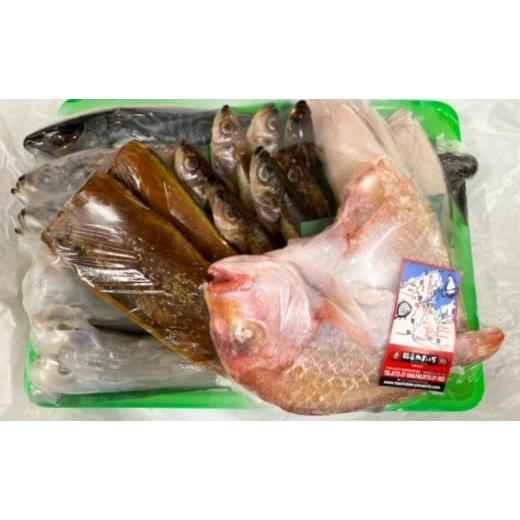 ふるさと納税 干物 アジ 京都府 宮津市 海の京都 橋立やまいち 干物セット 贈答用 D 一夜干し 桜干し ギフト No.5716-0380_3