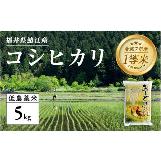 ふるさと納税 米 コシヒカリ 福井県 鯖江市 令和7年産 新米 福井県産 おしどり米 コシヒカリ 5kg B-00549 / こしひかり 有機栽培 新米 白米 精米 ご飯 コメ …