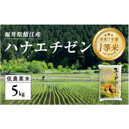 ふるさと納税 米 福井県 鯖江市 令和7年産新米 福井県産 おしどり米 ハナエチゼン 5kg B-00550 / ハナエチゼン 有機栽培 白米 新米 白米 精米 ご飯 コメ ご…