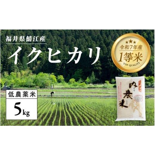 ふるさと納税 米 福井県 鯖江市 令和7年産新米 福井県産 内農米 イクヒカリ 5kg B-00551 / 白米 精米 ご飯 コメ ごはん ライス 産地直送 鯖江市 内農米 イク…